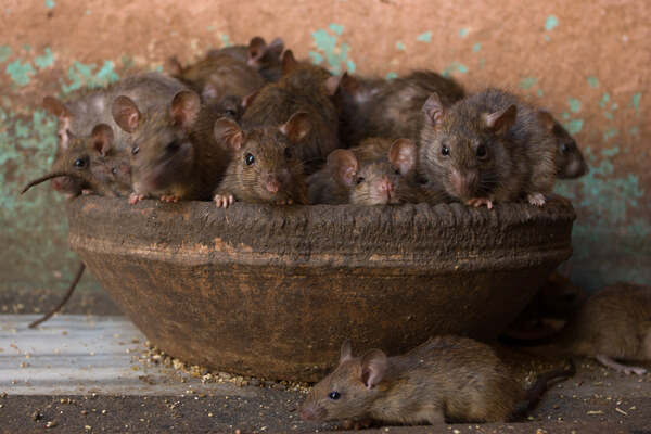  Dromen over veel muizen: Wat betekent het? Is het goed of slecht?