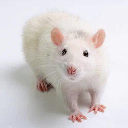  ネズミの夢 - 走る、死ぬ、大きい、噛む - それは何を意味するのか？