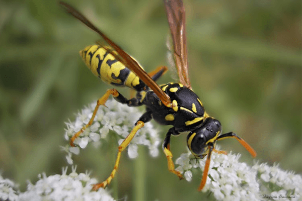  Somiar vespes: quins són els significats?