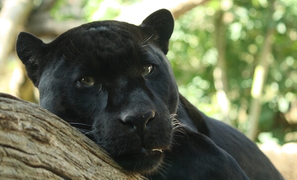 Sapņo par melnu jaguāru - pareizās interpretācijas jūsu sapņiem!