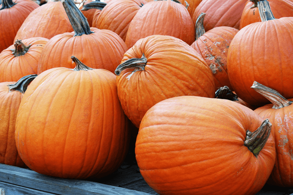  Dreamen oer pumpkin: betsjuttings, wat betsjut it en mear!