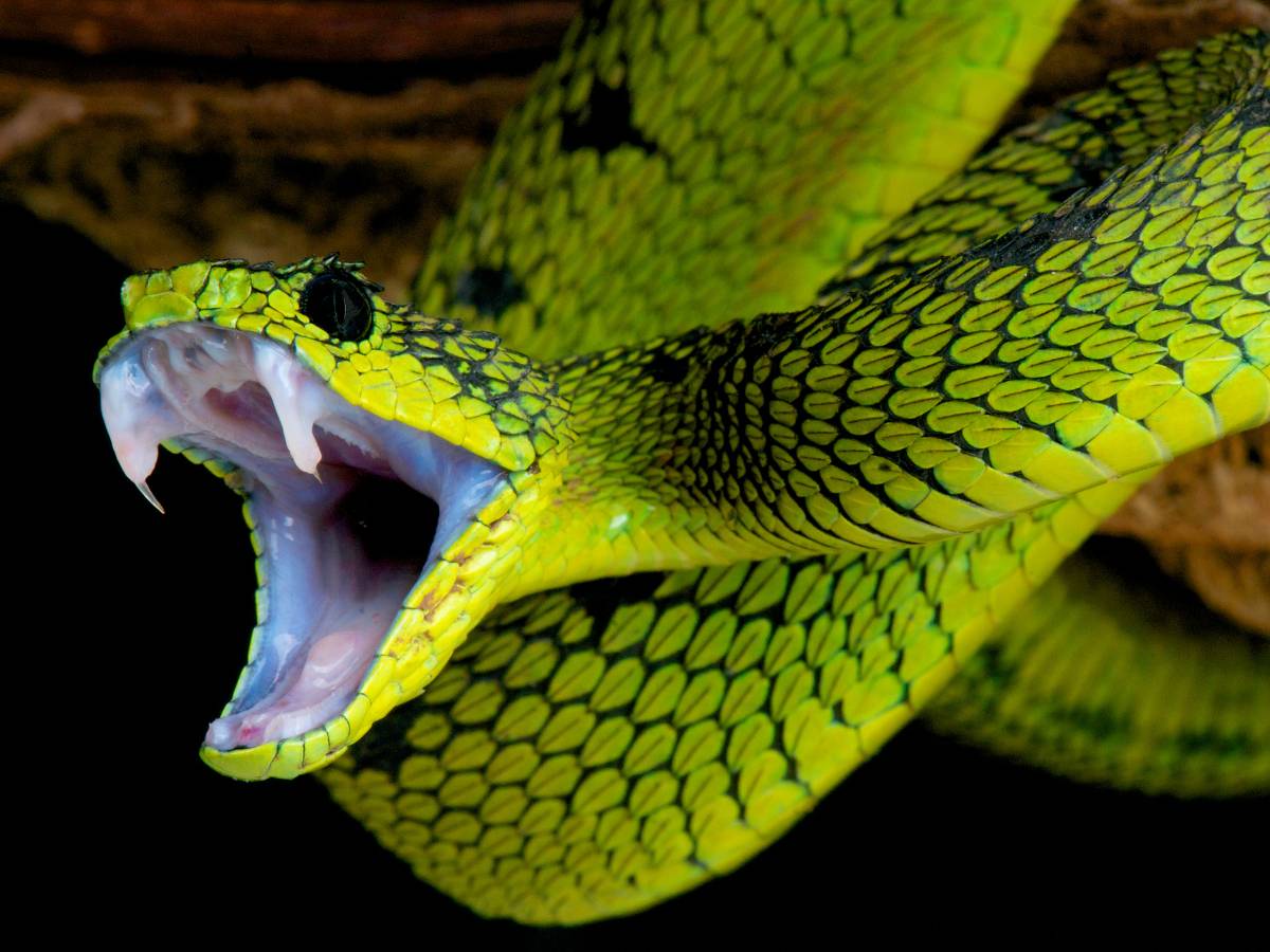  Të ëndërrosh një gjarpër – të vdekur, të kafshuar, të mëdhenj dhe shumë gjarpërinj – çfarë do të thotë? Kupto…