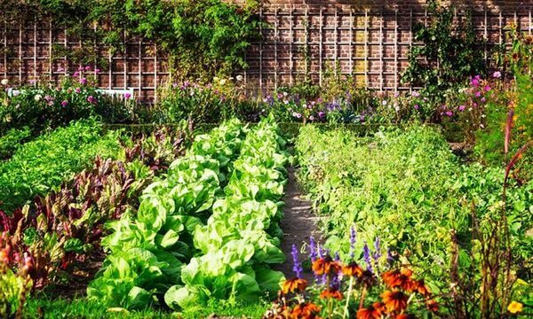  Să visezi la o grădină de legume - Ce înseamnă? Verificați aici toate rezultatele!