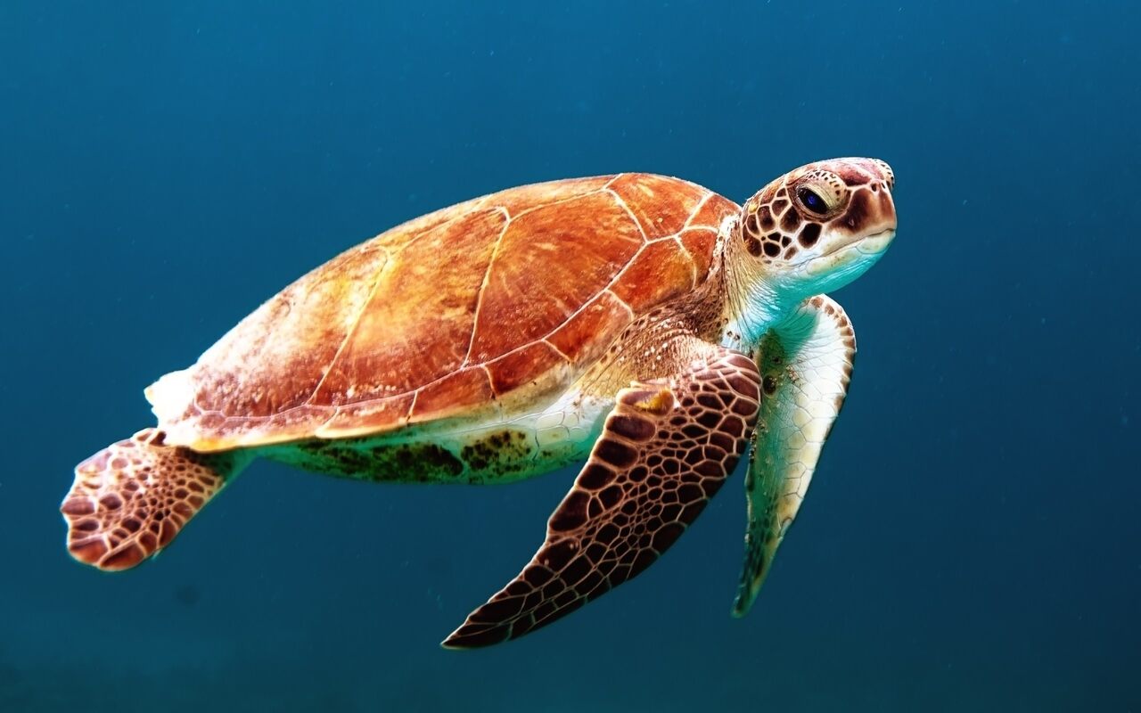  Ce înseamnă să visezi la o broască țestoasă - Interpretări și ce înseamnă asta