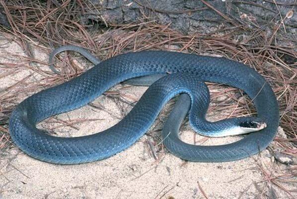  Drømmer du om en blå slange - hvad betyder det? Se her!