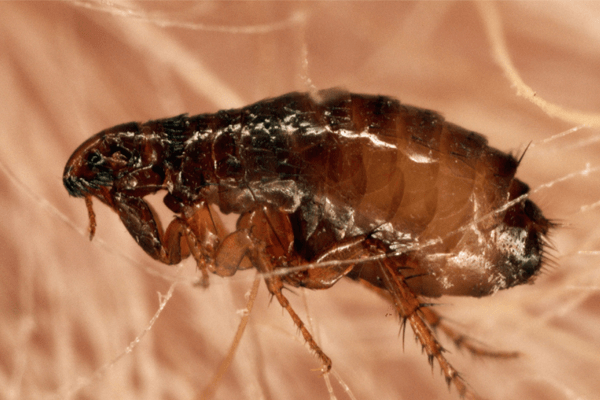  Soñar con pulgas: ¿qué significan?