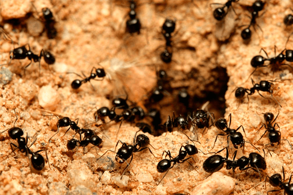  At drømme om en myretue: hvad betyder de?