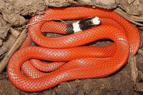  Soñar con una serpiente roja: ¿qué significa?