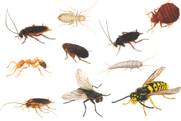  Sanjati insekte: šta to znači?