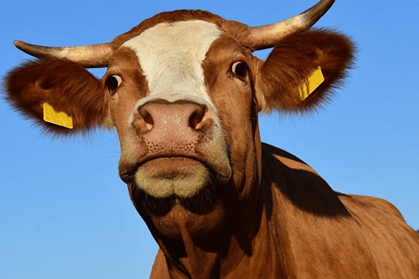  野生の牛の夢：その意味は？
