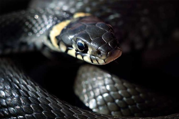  Soñar con una serpiente negra - Todas las interpretaciones y significados