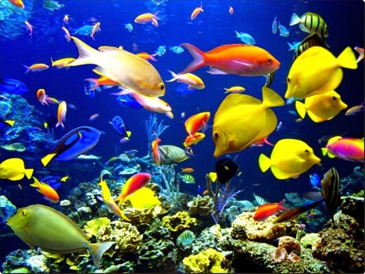  રંગબેરંગી માછલીઓનું સ્વપ્ન જોવું: તેનો અર્થ શું છે? તે સારું છે કે ખરાબ?