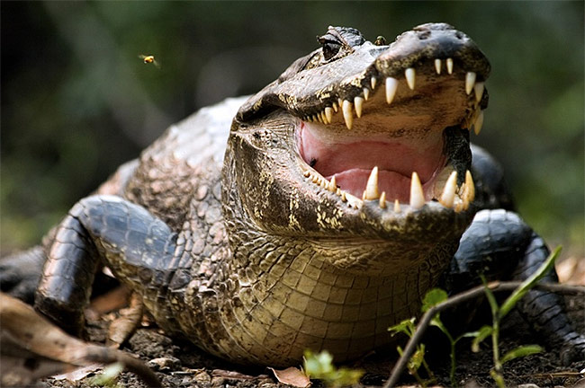  Să visezi un aligator înseamnă că trebuie să fii atent - Vezi semnificațiile aici!