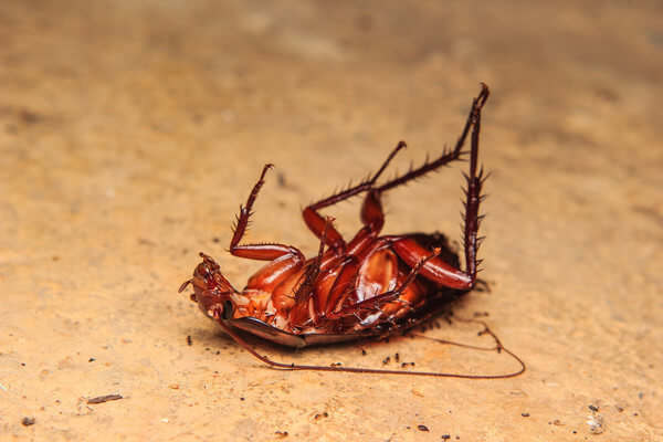  Drømmer om en død kakerlakk: er den bra eller dårlig? Hva det betyr?