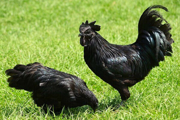  Von einem schwarzen Huhn träumen - Was bedeutet das? Alle Ergebnisse, hier!