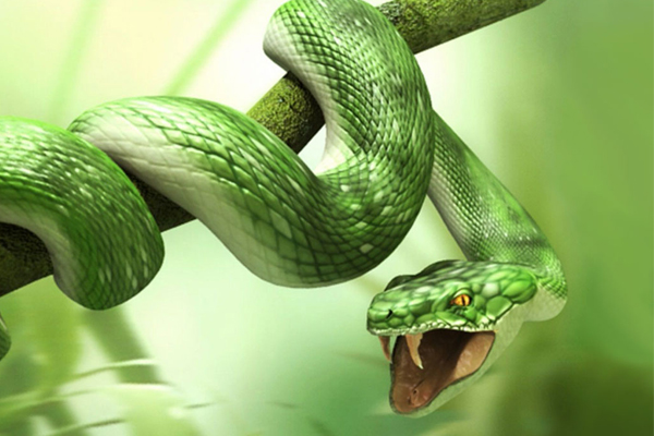  Att drömma om en grön orm - Vad betyder det? Alla tolkningar