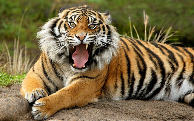  Hva betyr det å drømme om Tiger? Drømmetydning, detaljer, spådom
