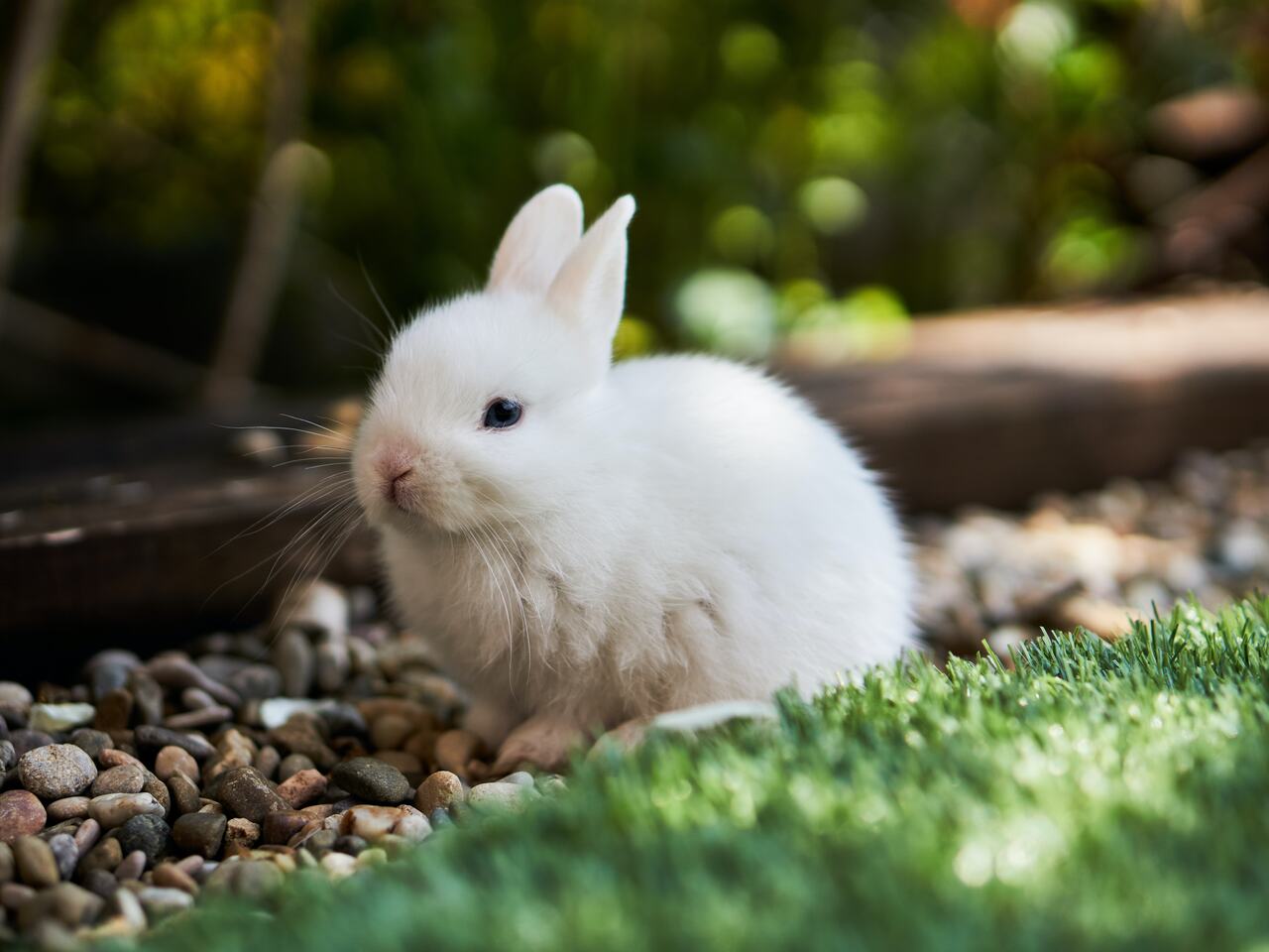  خرگوش کے بارے میں خواب دیکھنا - تمام معنی
