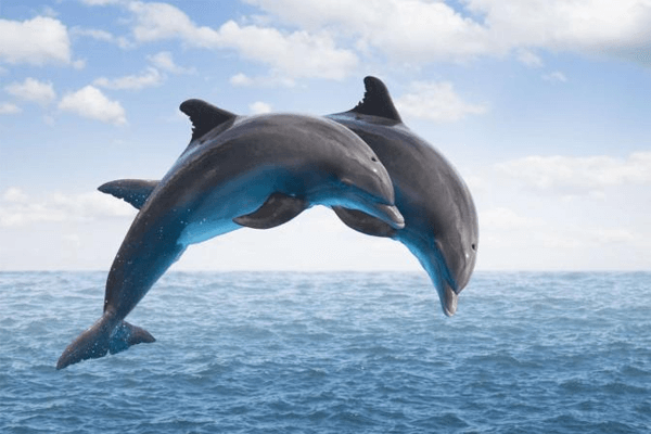 Snívať o delfíne: je to dobré alebo zlé? Tu sú významy.