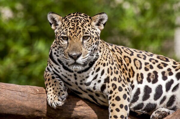  Dreaming of a Jaguar - Vsi rezultati so tukaj!