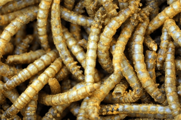  Dromen over wormen: wat betekenen ze?