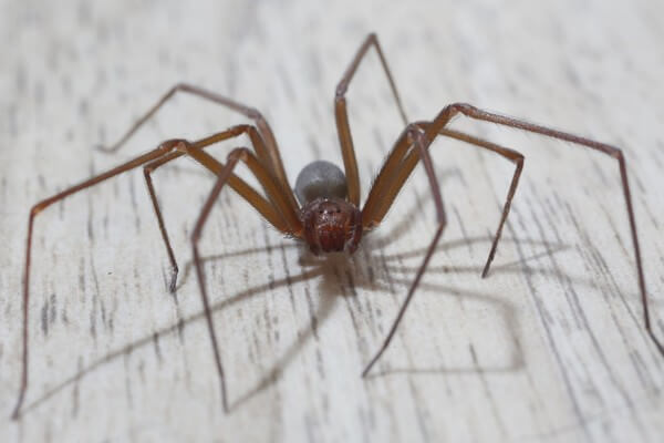  Marzyć o brązowym pająku: czy to dobrze czy źle? Czy to oznacza straty?