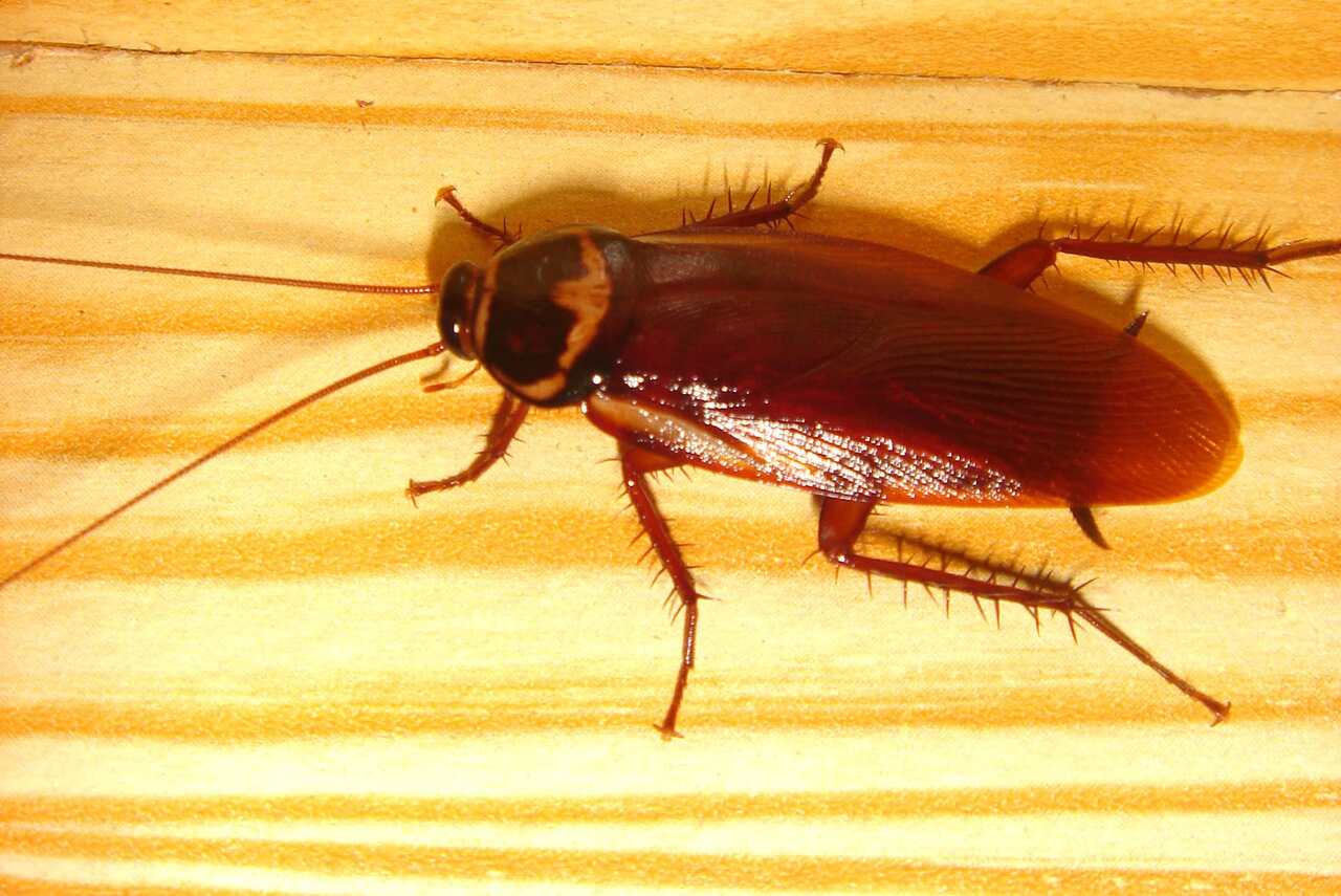  Snít o švábovi: Co to znamená? Je to zrada?