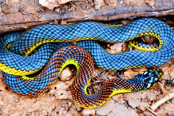  Att drömma om en färgad orm: vad betyder det? Se här!