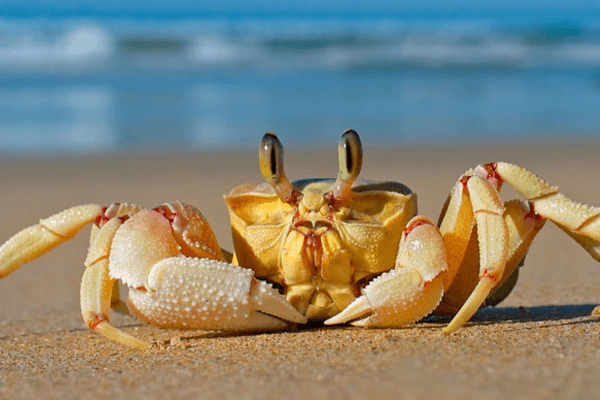 Von einer Krabbe träumen: Was bedeutet das?