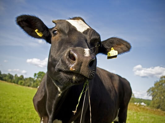  Snění o černé krávě: co to znamená? Vše se dozvíte zde!