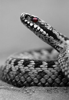  Soñar con una serpiente blanca - ¿Qué significa? Descubre aquí su significado