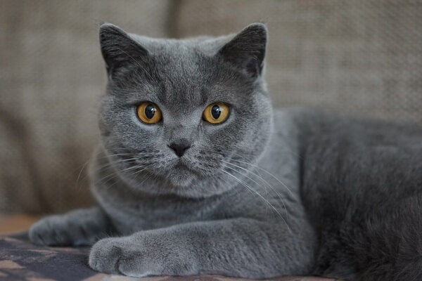  Att drömma om en grå katt: vad betyder det? Är det bra eller dåligt?