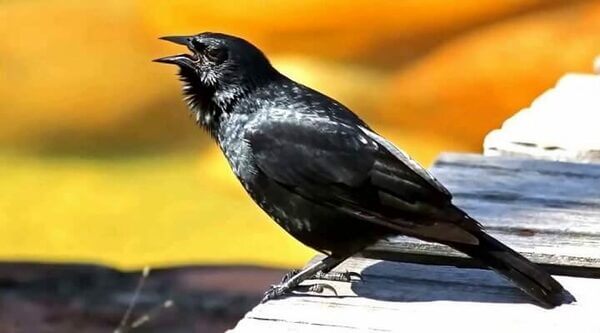  Сањати црну птицу – Сви резултати овде!