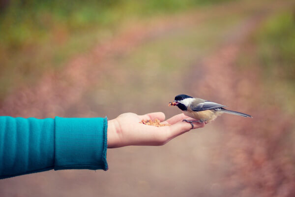  Сонувајќи птица во рака: што значи тоа? Дали е добро или лошо?