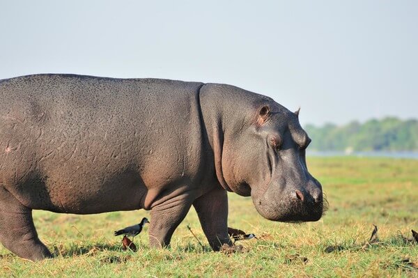  Soñar cun hipopótamo: é bo ou malo? Que significa?