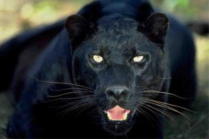  Rüyada Jaguar Görmek - Tüm Yorum ve Anlamları
