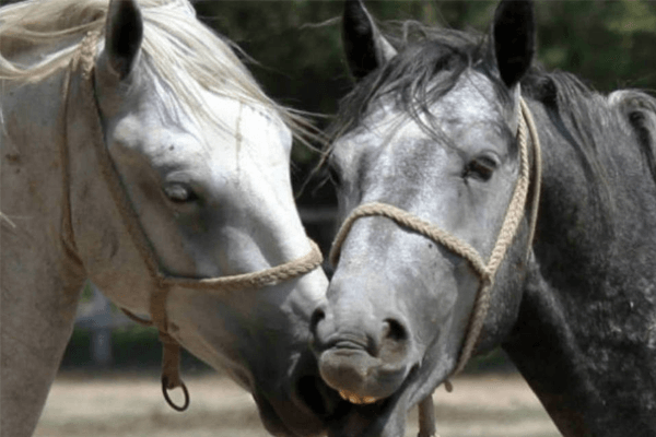  Unistada hobusest: mida see tähendab?