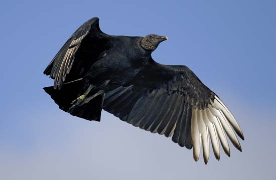  Să visezi la un vultur: ce înseamnă?