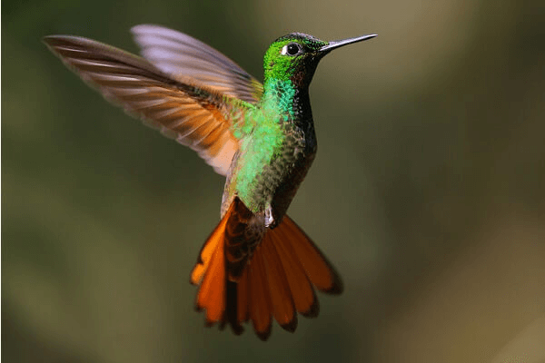  Drømmer om en kolibri: hva betyr det? Se her!