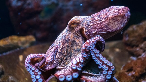  Dreamen fan in octopus - wat betsjut it? Is it goed of min?