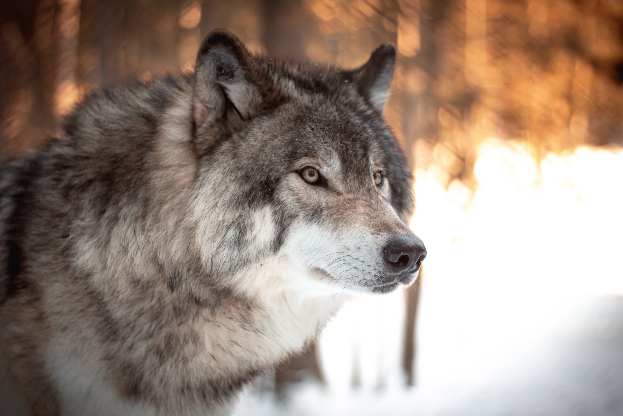  Soñar con un lobo: Un sueño con lobos puede REVELAR algo aterrador sobre ti