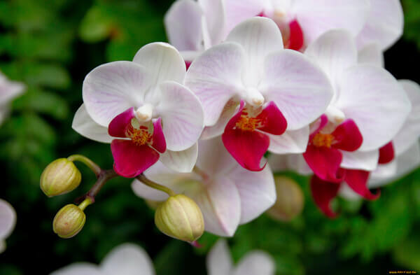  Snít o orchidejích - co to znamená? Je to dobré nebo špatné?