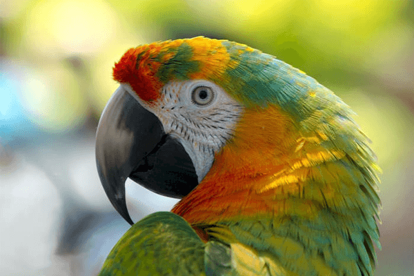  Sanje o papagaju - kaj to pomeni? Možne razlage