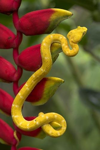  Memimpikan ular kuning - Apa artinya? Semua arti