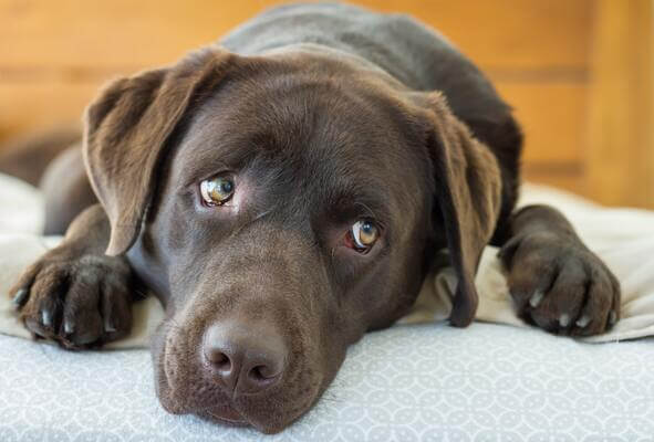  Nằm mơ thấy chó màu nâu: tốt hay xấu? Nó có nghĩa là gì?