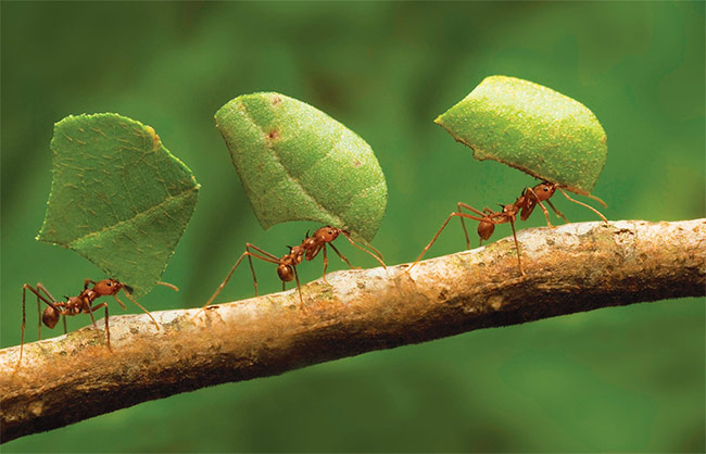  Snívanie o mravcovi - hlavné interpretácie a význam tohto sna