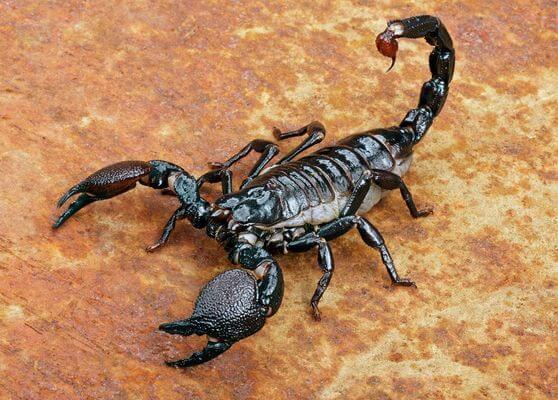  Svajoti apie juodąjį skorpioną - puolimas, nuodingas, ką tai reiškia?