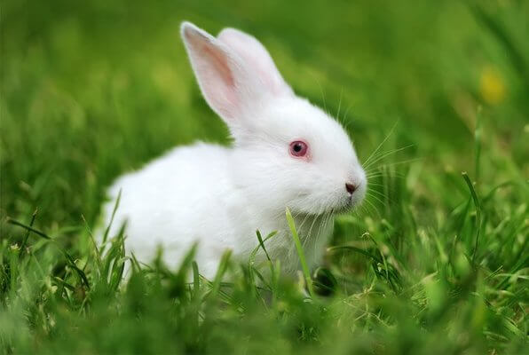  Drömmer om en vit kanin - Vad betyder det? Kolla in allt här!