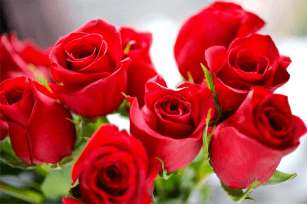  Att drömma om röda rosor: vad betyder det?