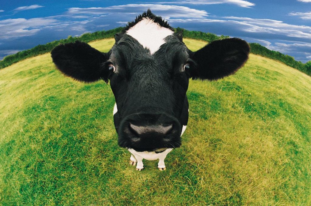  Tots els significats de somiar amb vaca: esbrineu què significa el vostre somni
